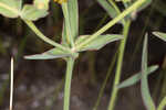 Florida pineland spurge